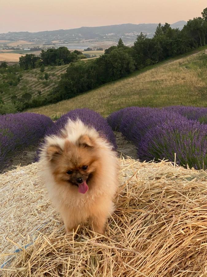 Le Case Della Baracchina Піза Екстер'єр фото
